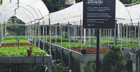 ไร่กาลเวลา Organic Farm