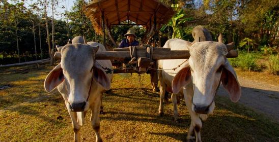 Lisu Lodge A Hilltribe Place to be in Mae Tang