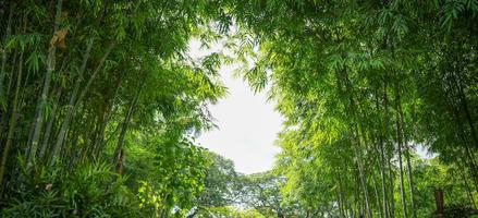 สวนเสียงไผ่ - Bamboo Whisper Garden