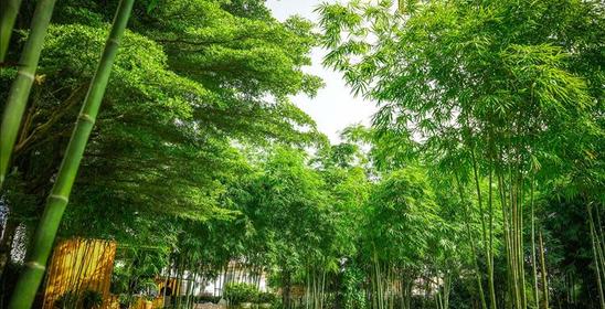 สวนเสียงไผ่ - Bamboo Whisper Garden