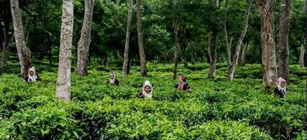 Araksa Tea Garden House in Chaing Mai